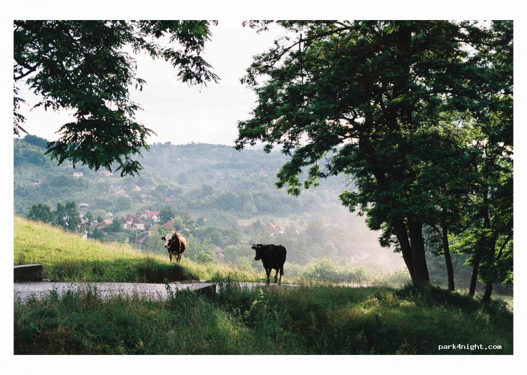 (117245) Cicănești - — foto