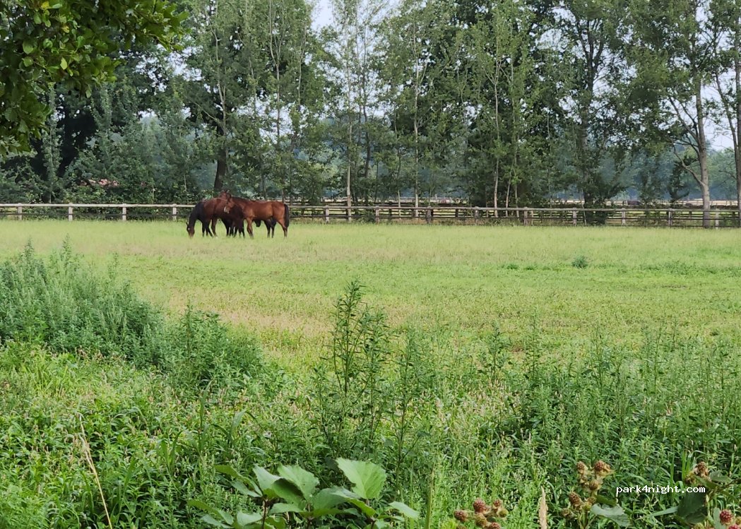 (49439) Steinfeld (Oldenburg) - Düper Esch — foto 2