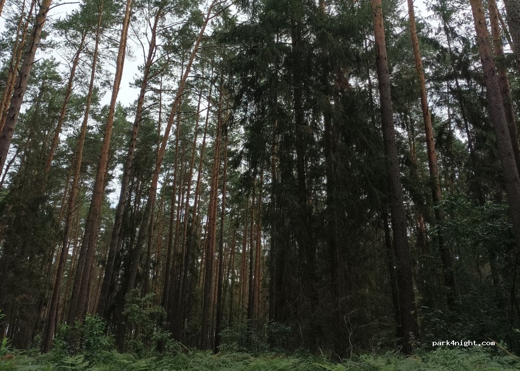 (62) Wielowieś - 450 — foto