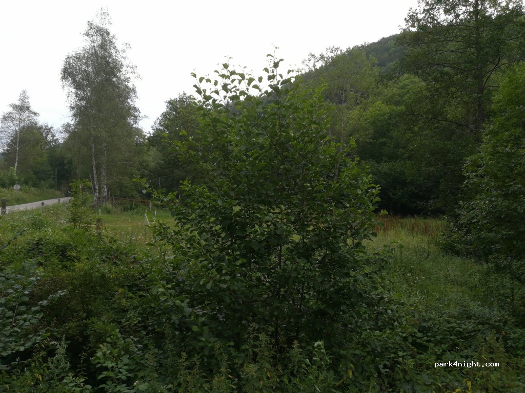 (17867) Camprodon - Carrer dels Llandrius — foto 4