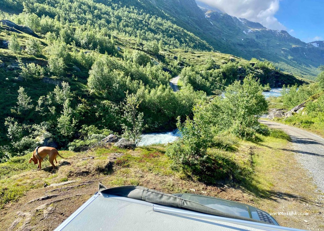 (2687) Bøverkinnhalsen - — foto