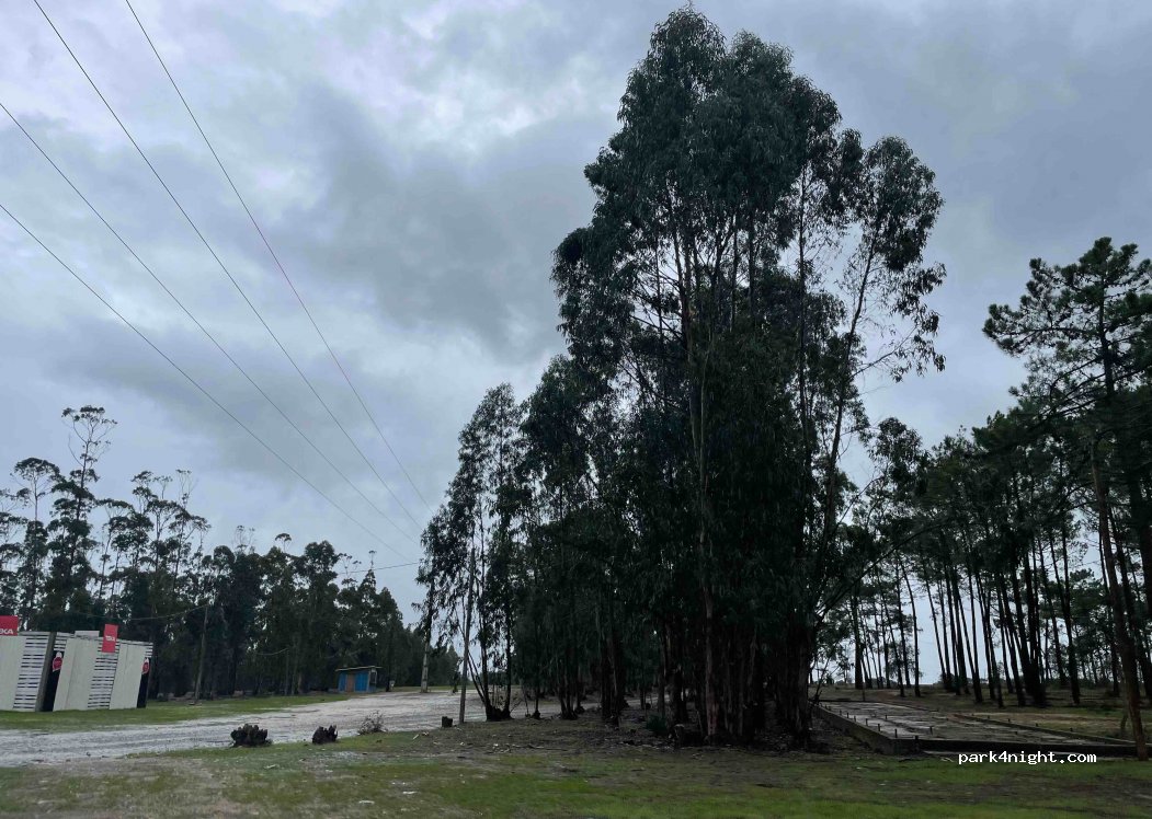 (7630-174) Estibeira - — foto