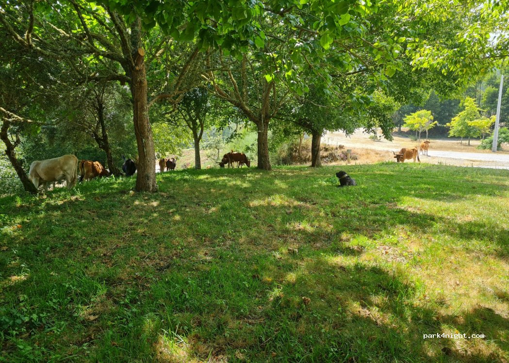 (4925) Freixieiro de Soutelo - — foto 3