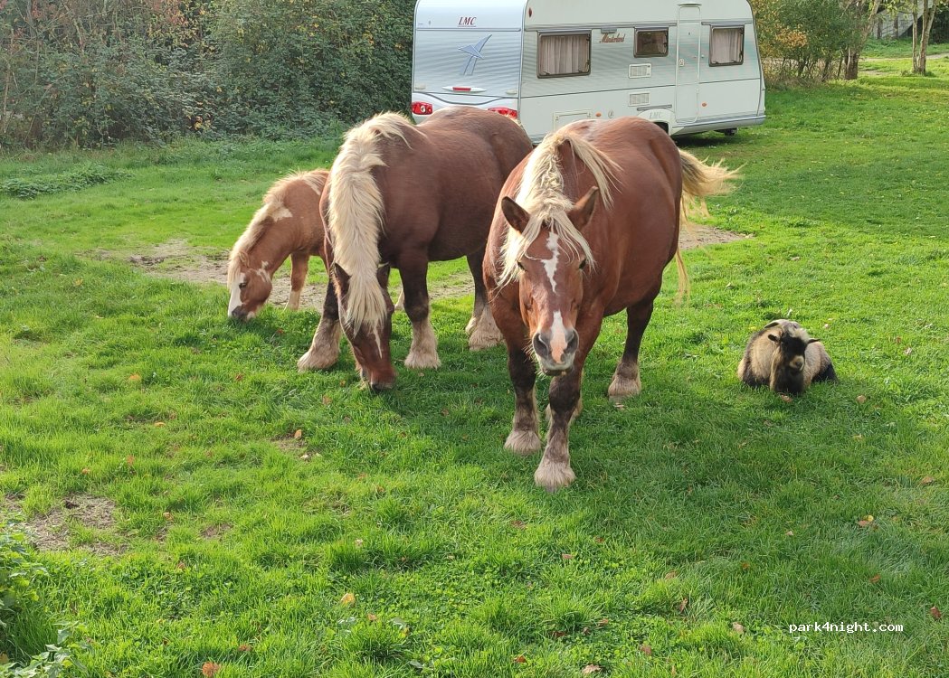 Camping Bois Gerault — foto 4