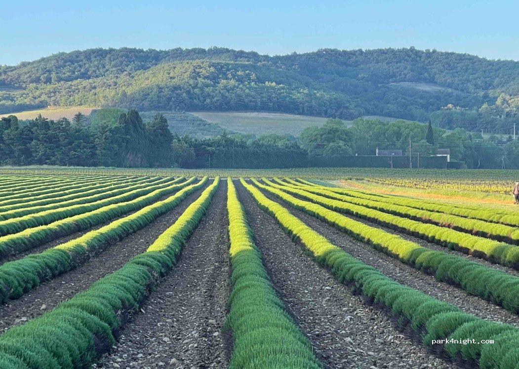DOMAINE DES LAURIBERT — foto 4