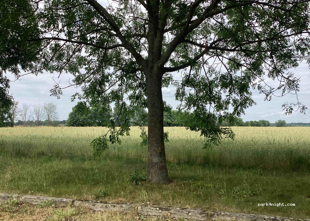 (04860) Torgau - Unnamed Road — foto 2