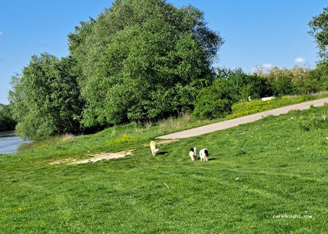 (517468) Zărieș - — foto 4