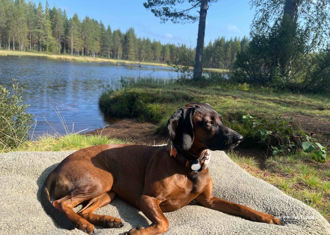 (816 95) Åmotsbruk - — foto 4