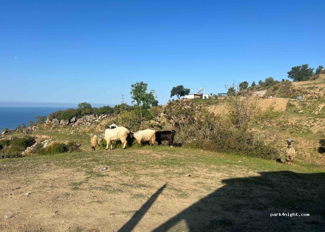 (07430) Yukarı - — foto 5