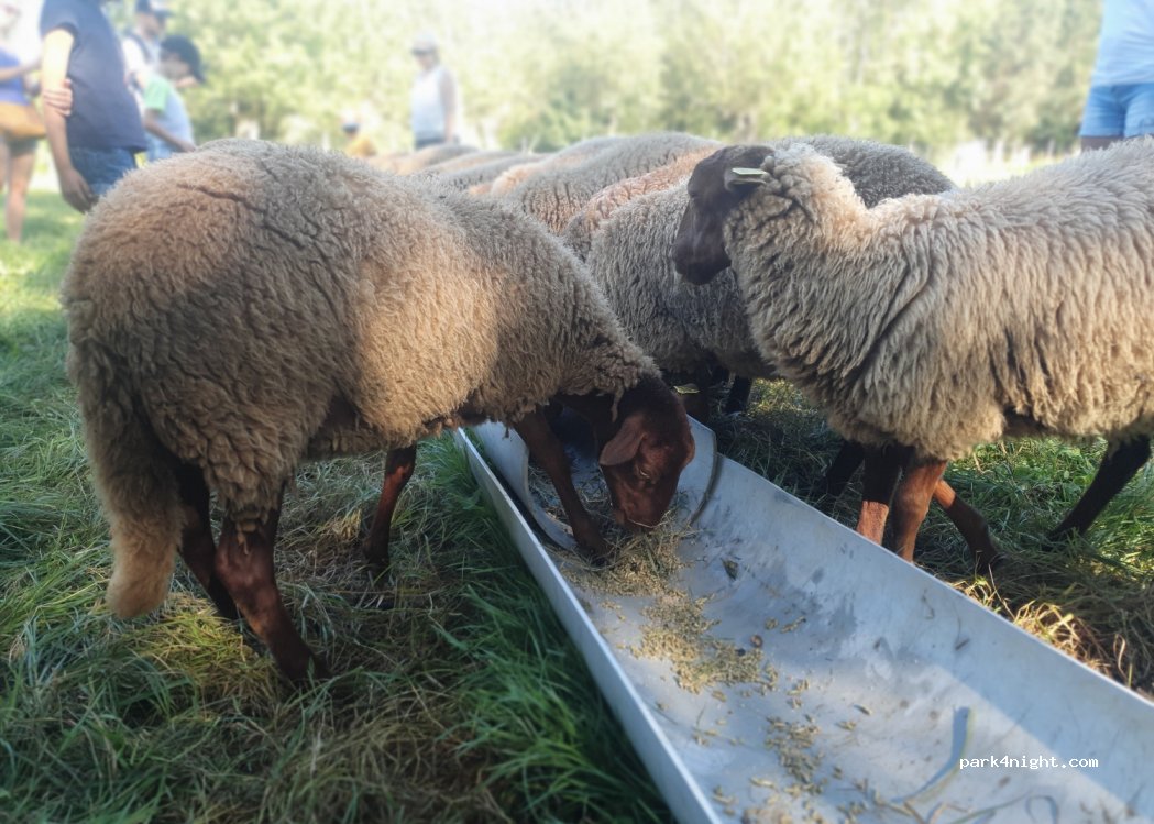 La Ferme du Marais Poitevin — foto 4