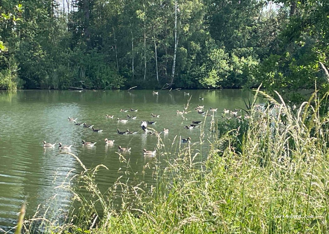 Riedsee Camping — foto 2
