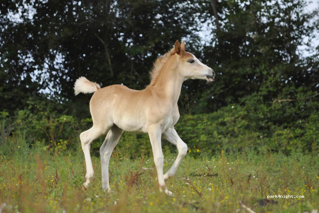 Centre équestre PONY RUN-RUN — foto 3