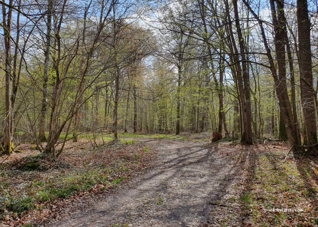 (51120) La Forestière - — foto 2