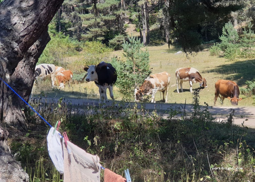 Camping Kamp Alanı — foto 2