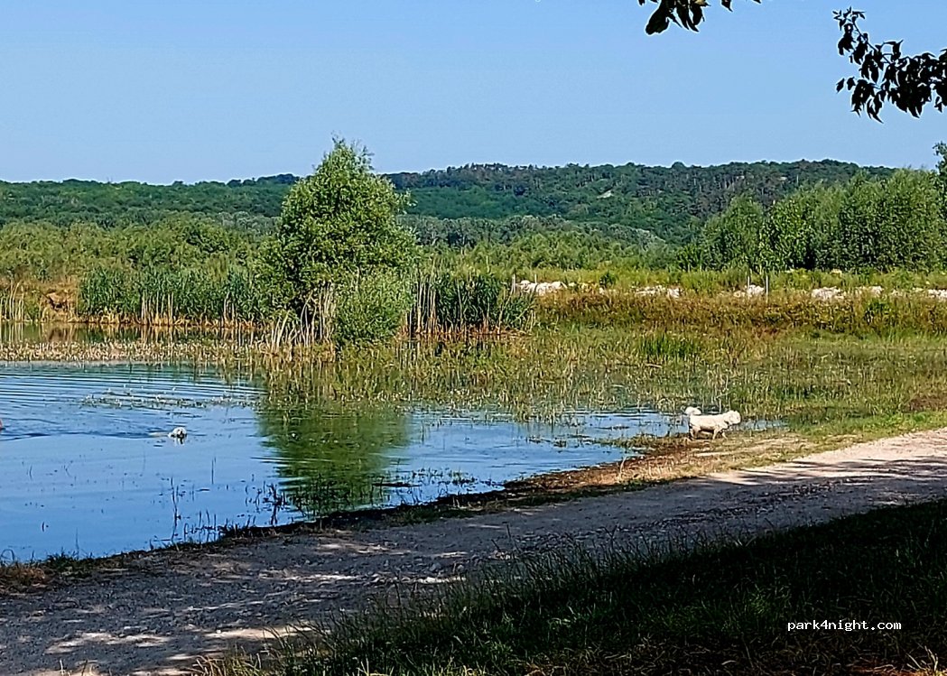 (8052) Fehérvárcsurgó - — foto 3