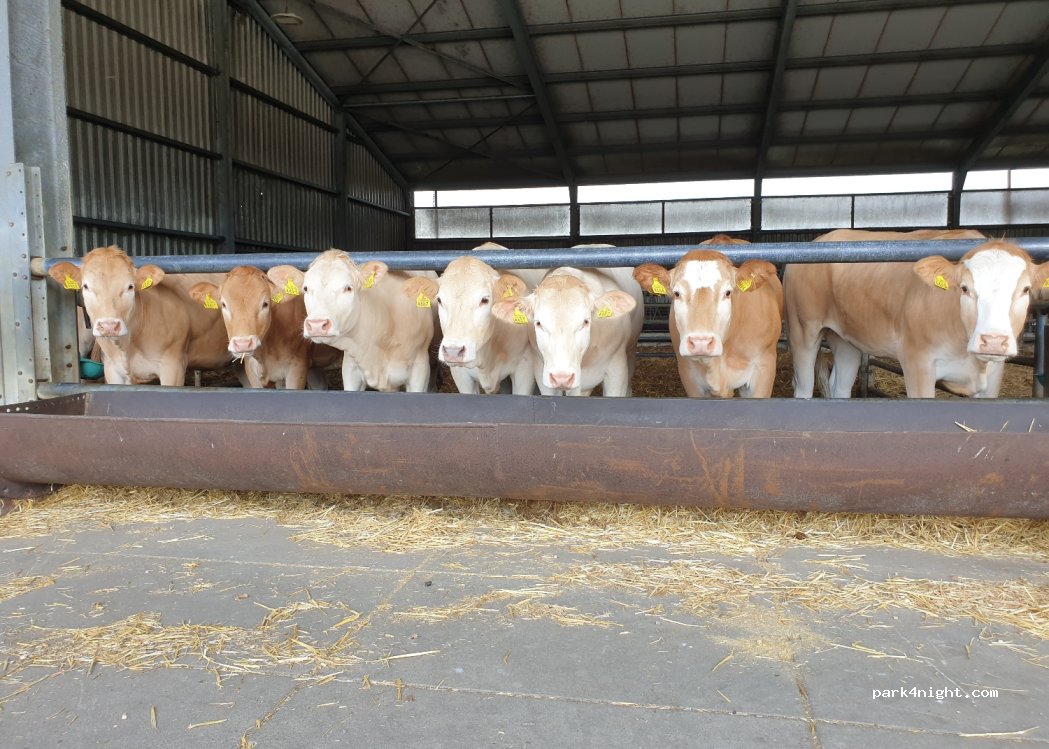 Kampeerboerderij de Boskeelen — foto 4