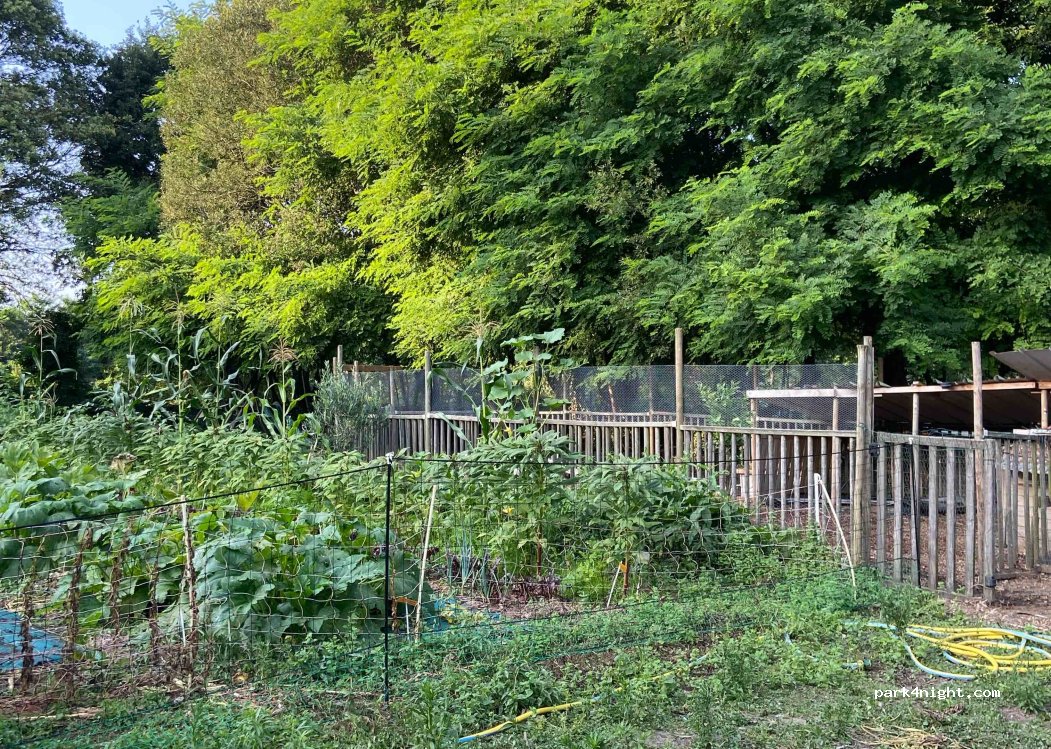 La forêt d'émeraude — foto