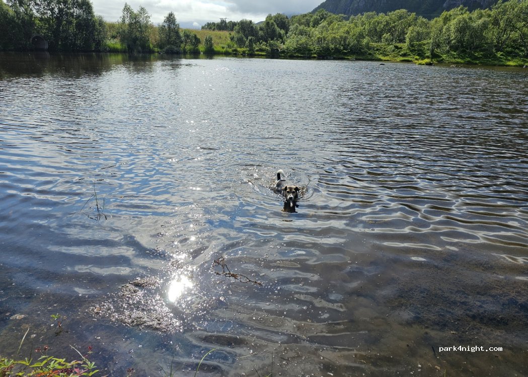 (8484) Tranesvågen - — foto
