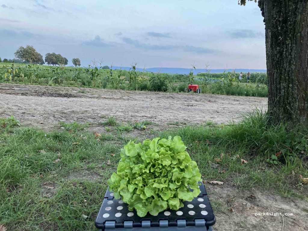 Bauer Ludwig Giesecke — foto 4