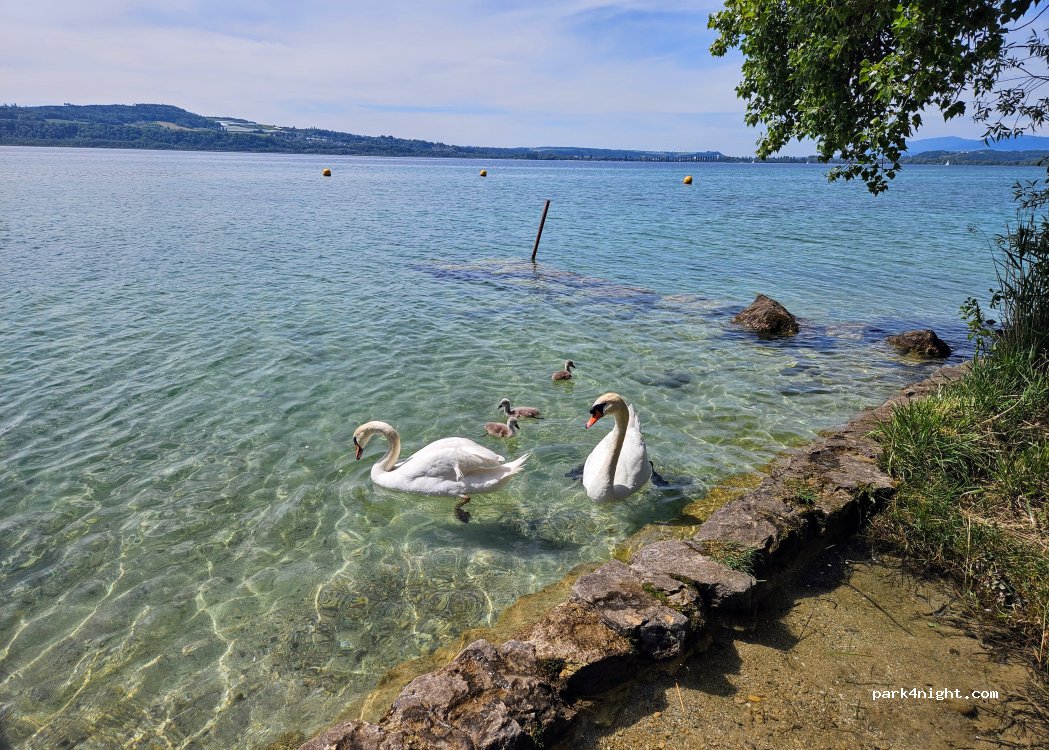 Camping Les Pins — foto 3