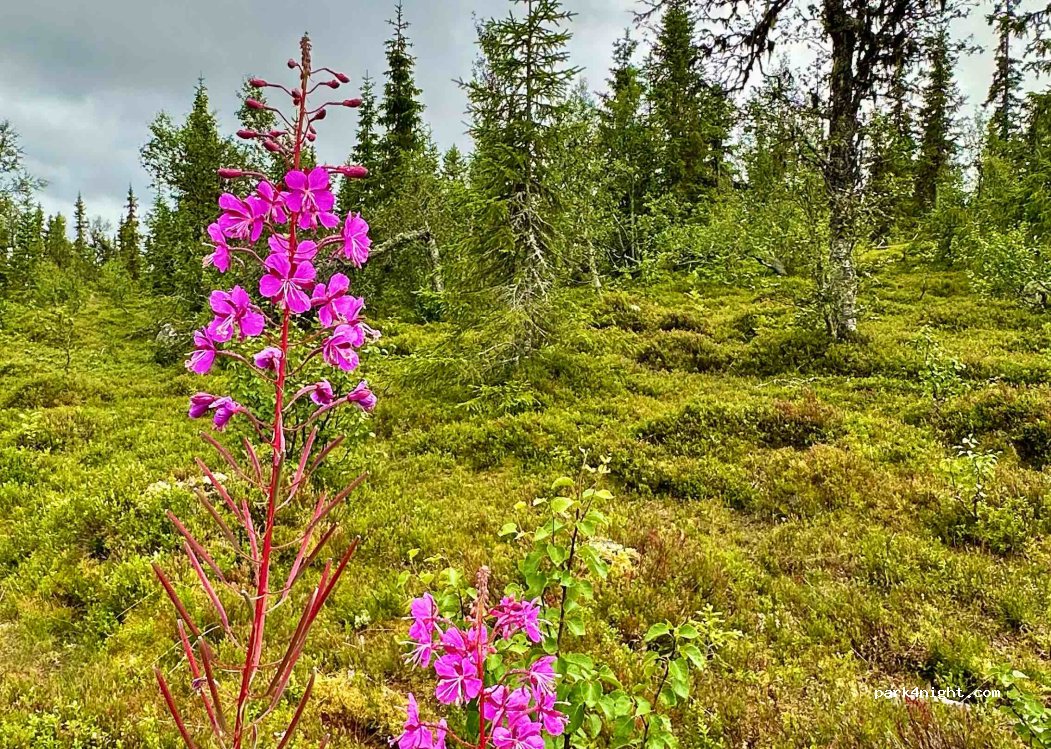 (2440) Hylleråsen - — foto 3