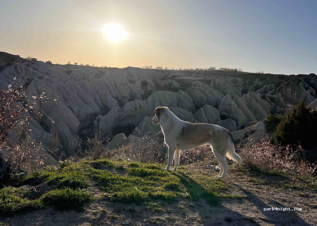 (50650) Ortahisar - — foto 2
