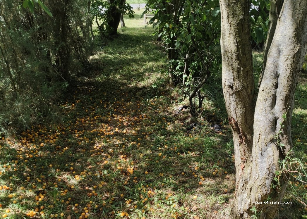 (35560) Bazouges-la-Pérouse - — foto 3