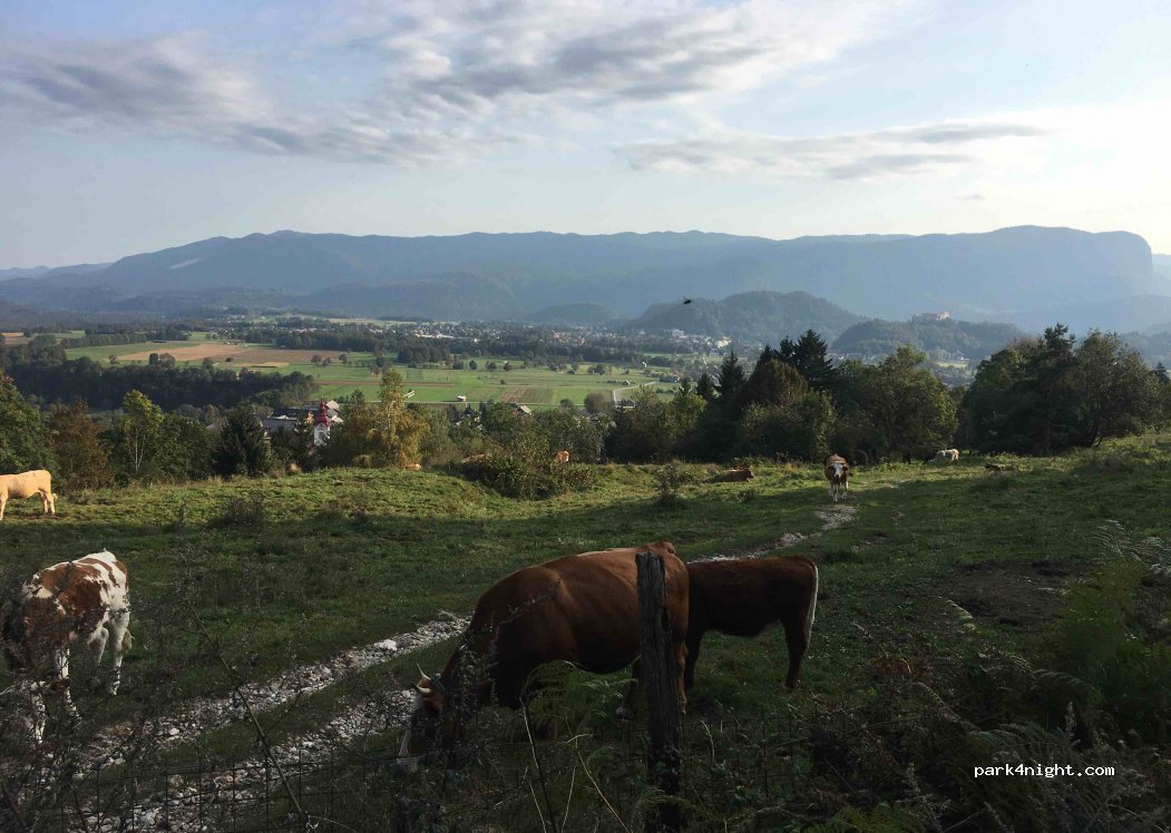(4260) Bled - 29 Rebr — foto 2