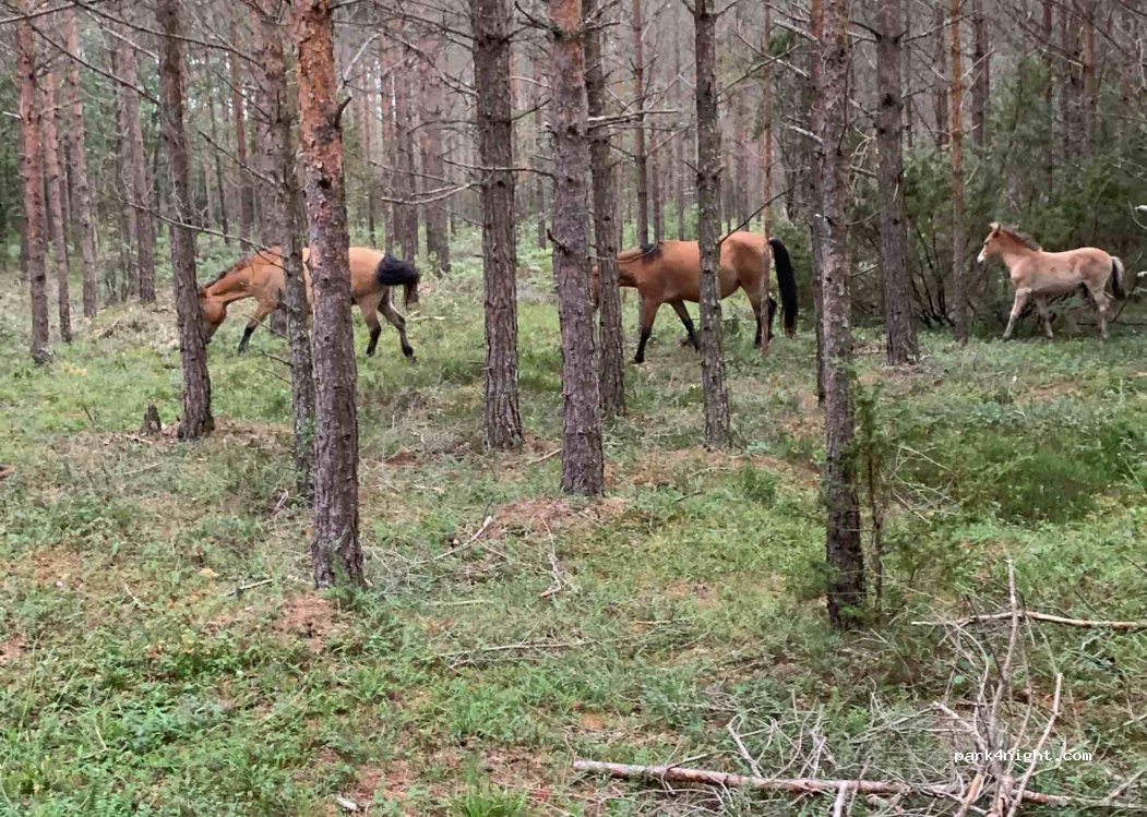 (623 59) Lojsta hed - Unnamed Road — foto 2