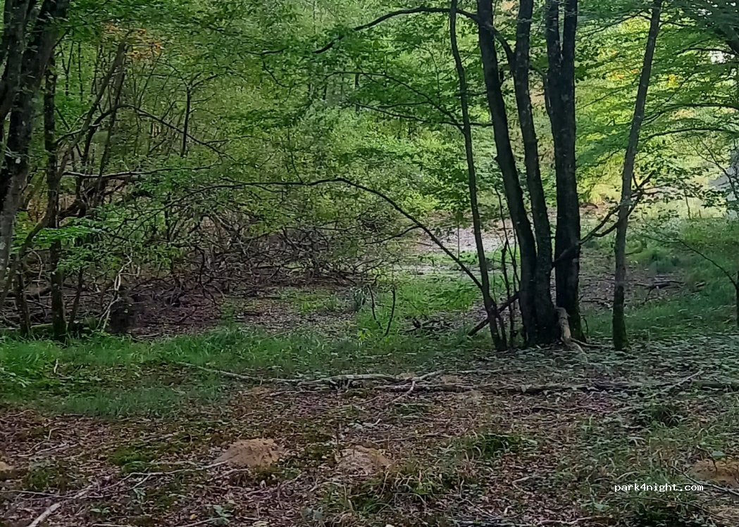 (45450) Ingrannes - Rte Forestière de Nibelle — foto