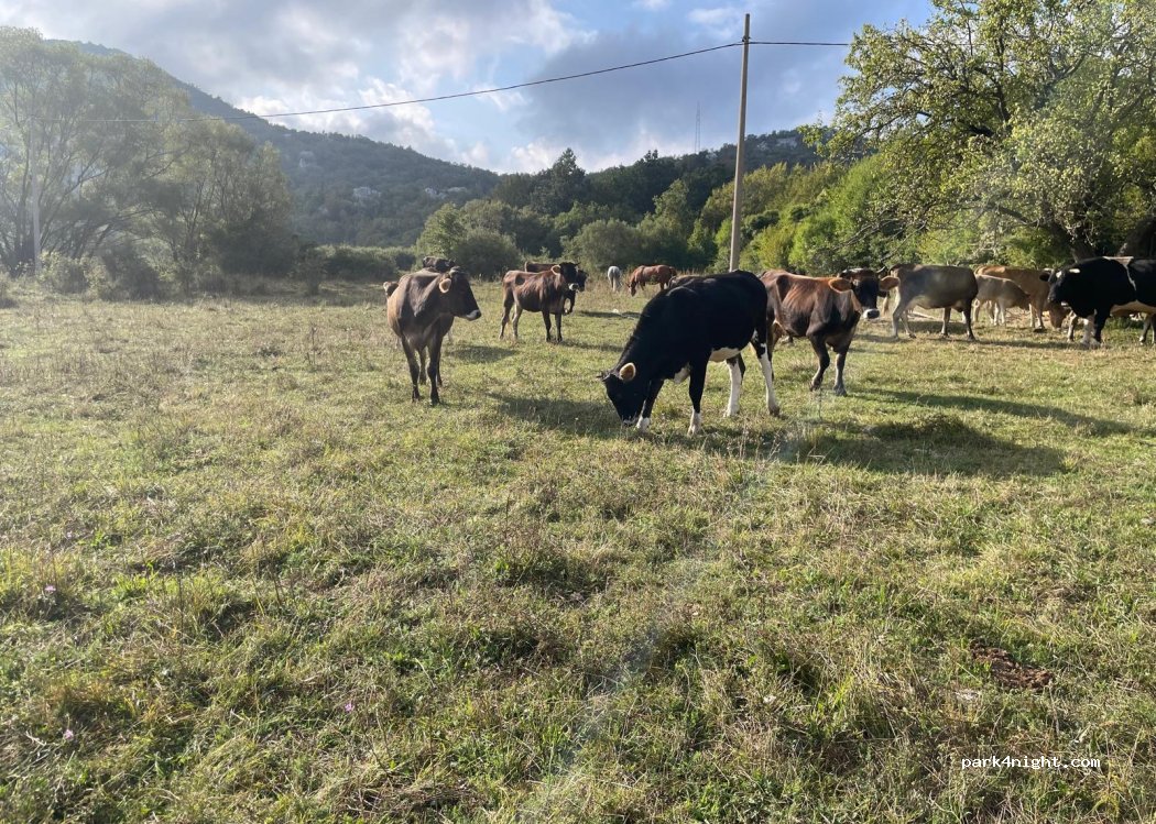 (85310) Brajići - — foto 5