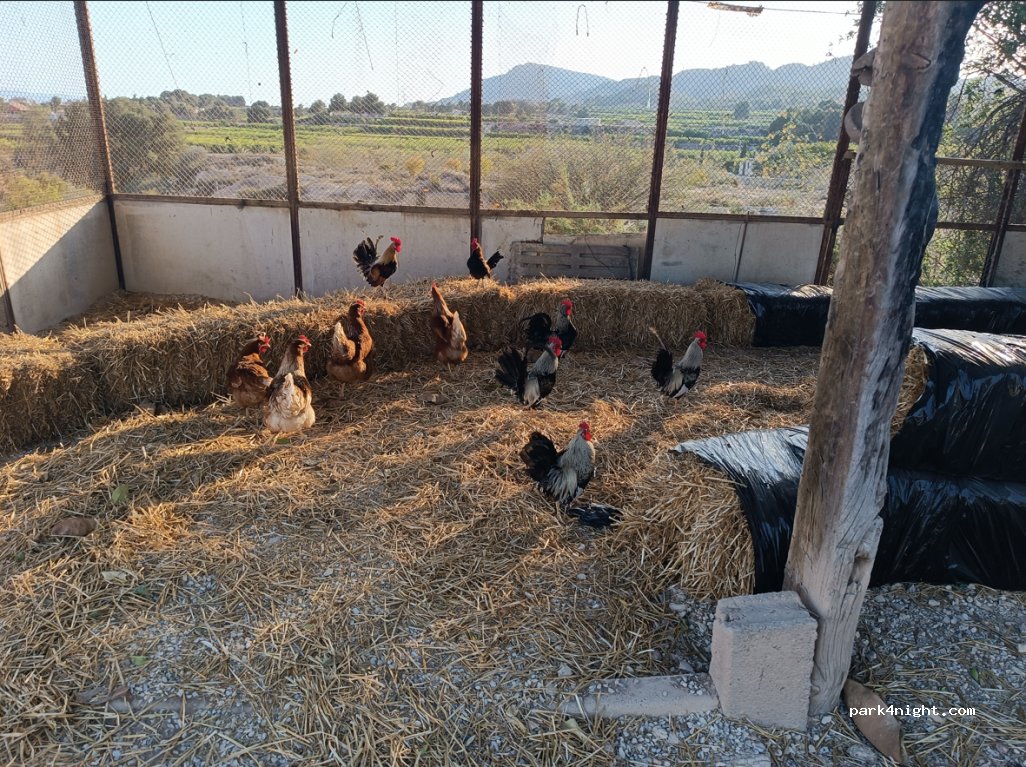 Campo Tony Librilla — foto 4