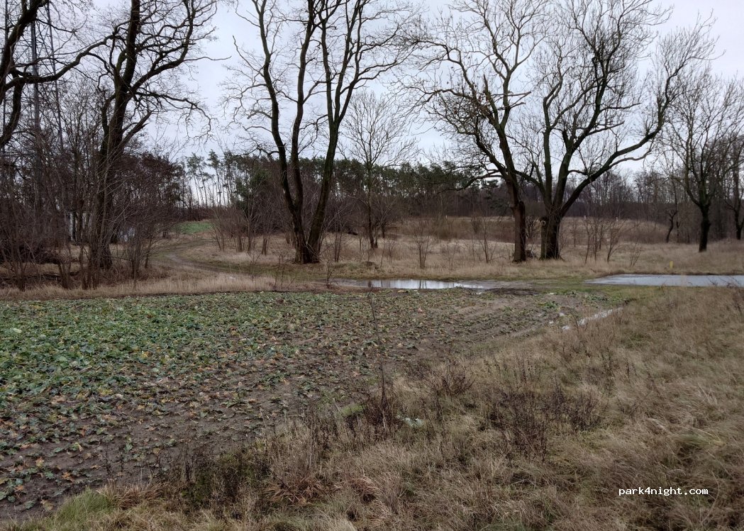 (88-420) Rogówko - — foto