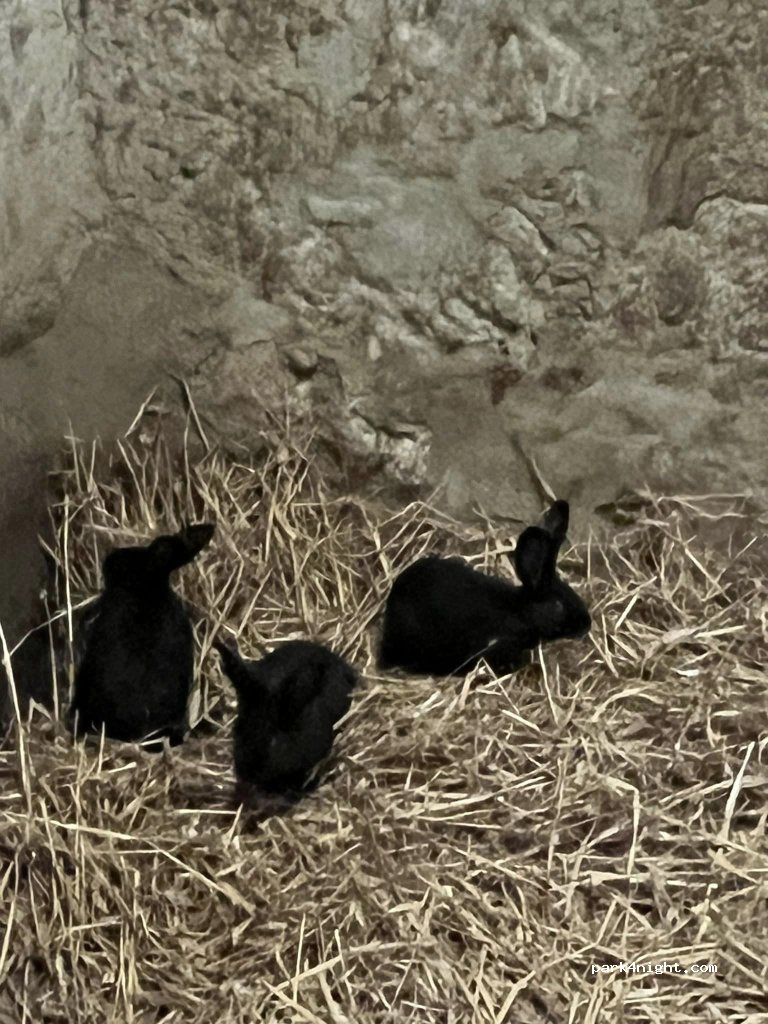 Ecuries du Mouret — foto 3