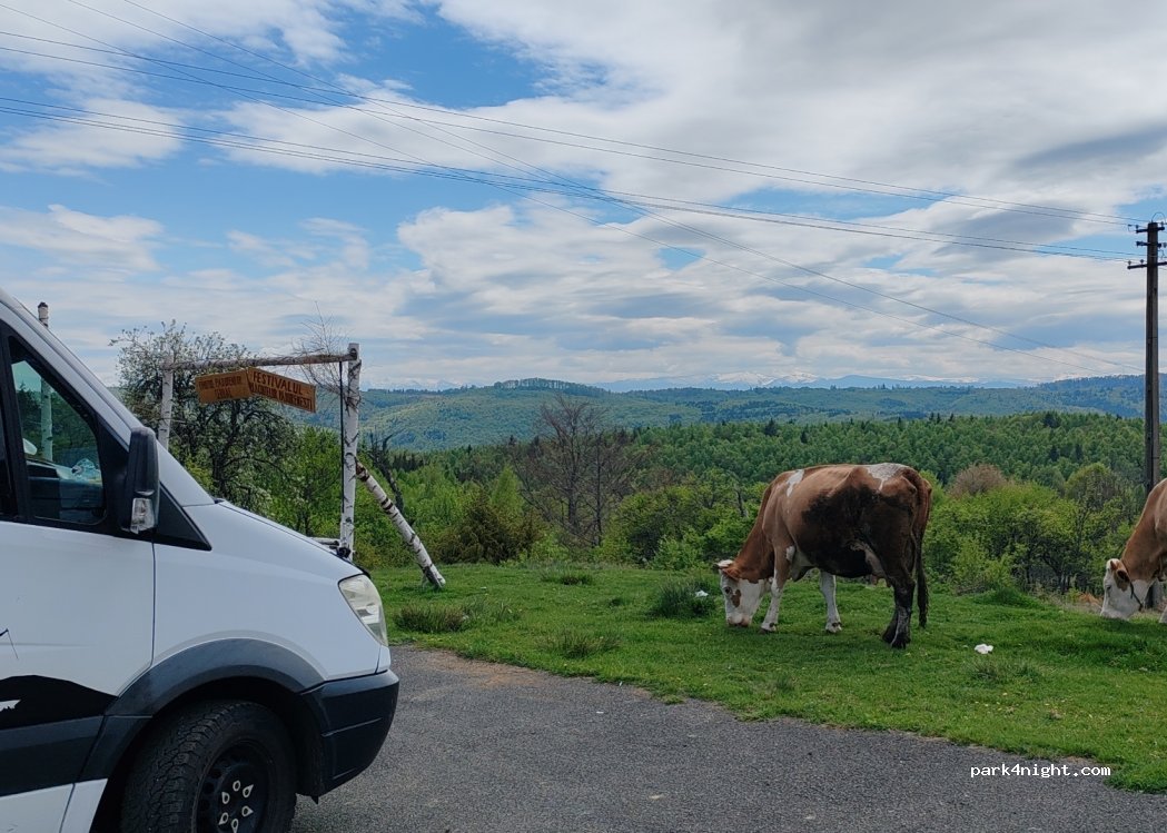 (337184) Poiana Răchițelii - 708D — foto