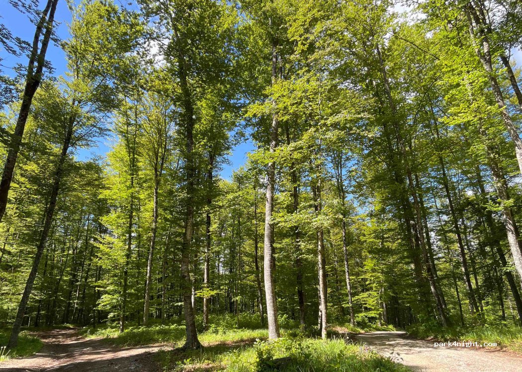 (8361) Dvor - — foto 3