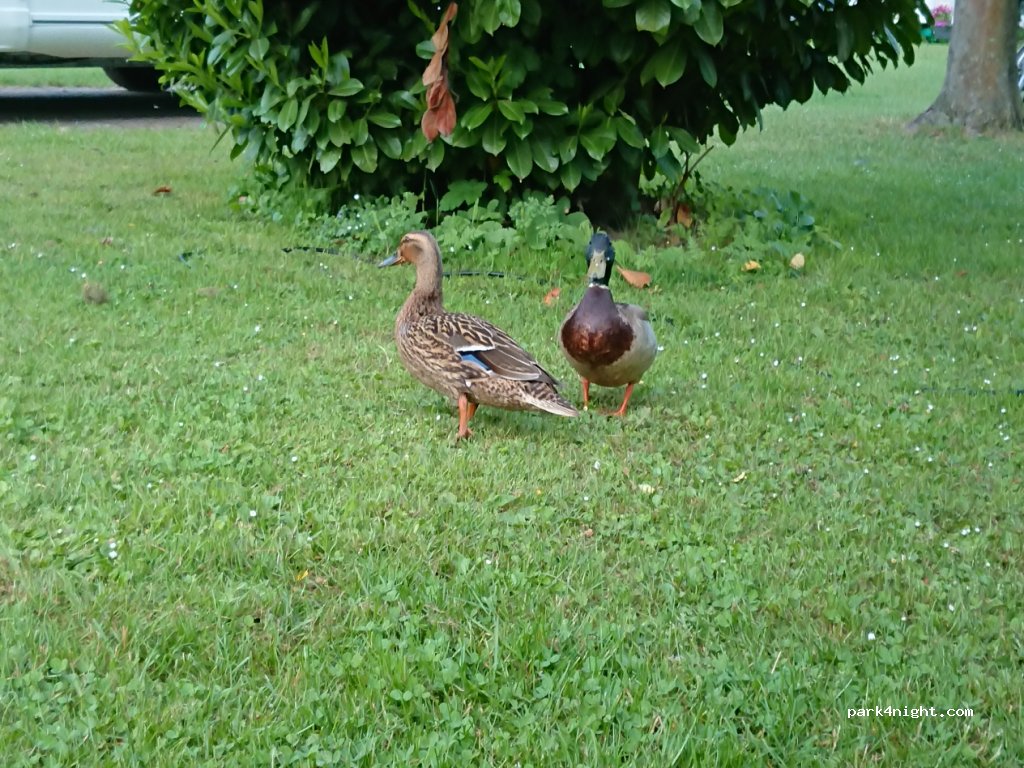 Camping het loze Vissertje — foto 3