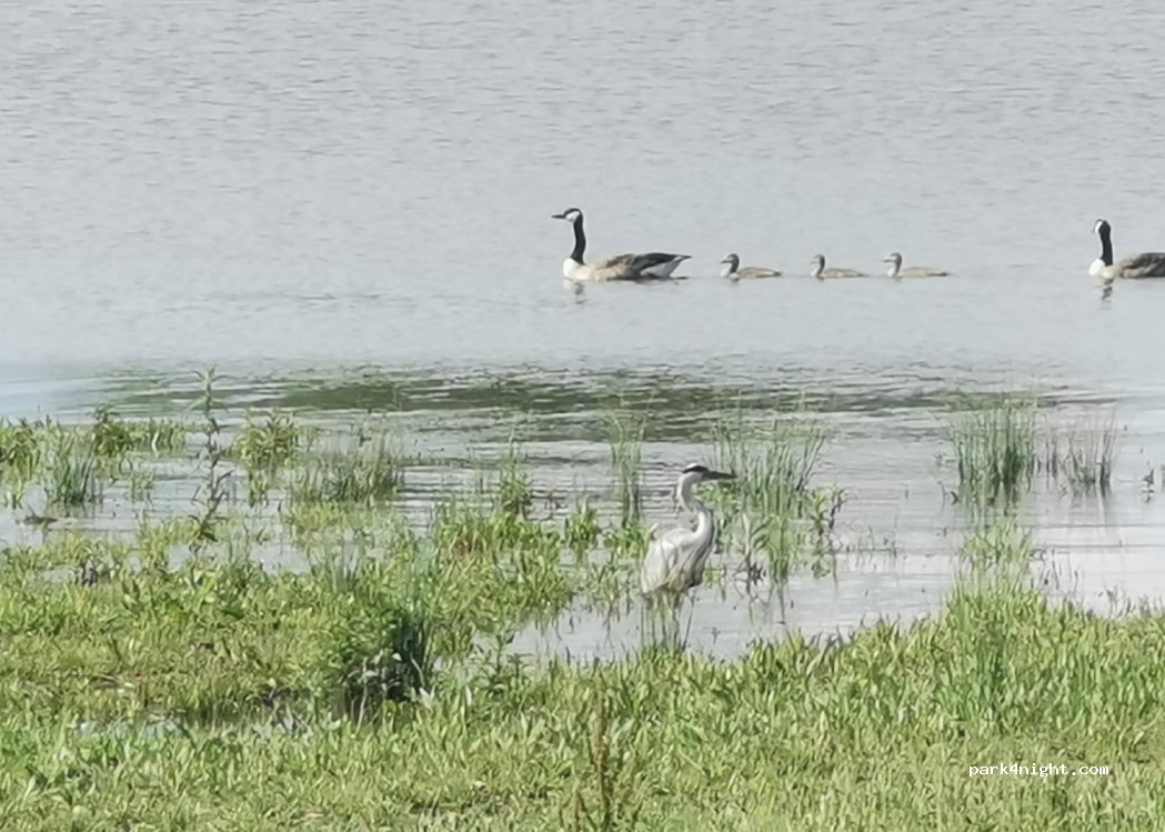 (5943 BE) Lomm - 7 Haagbeek — foto 2