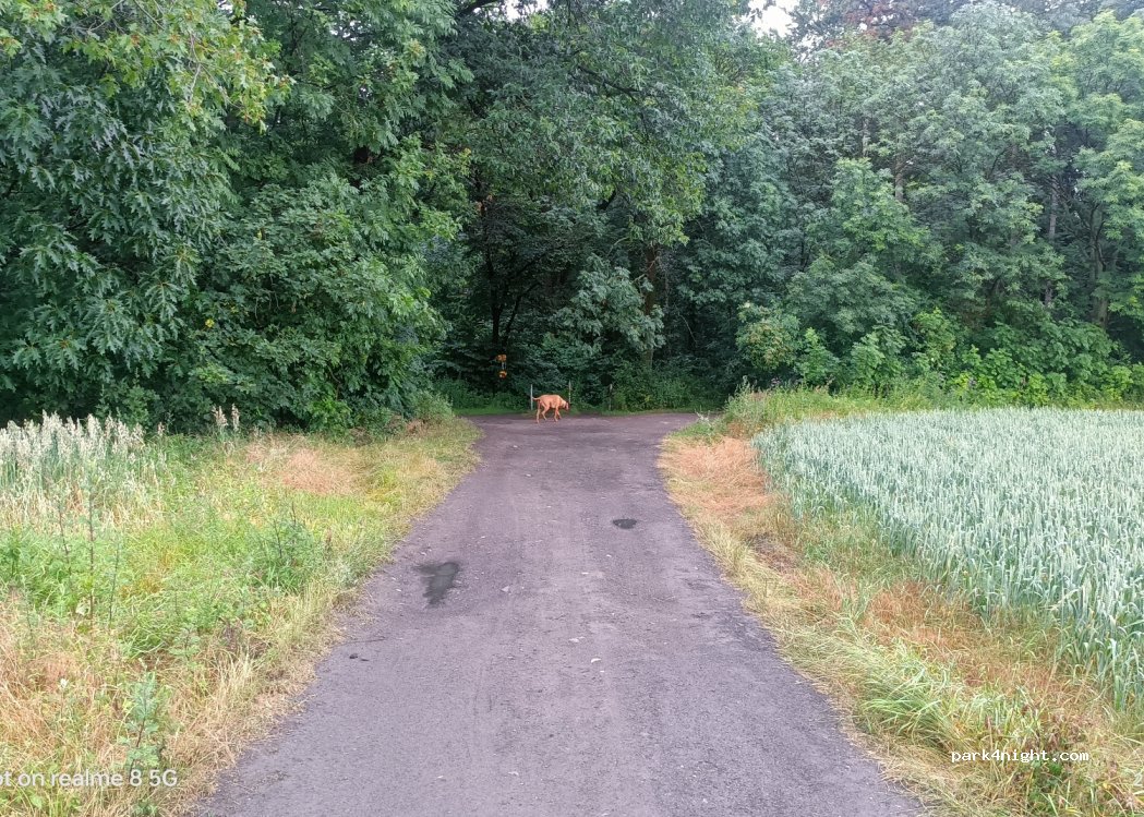 (161 00) Prague - Unnamed Road — foto
