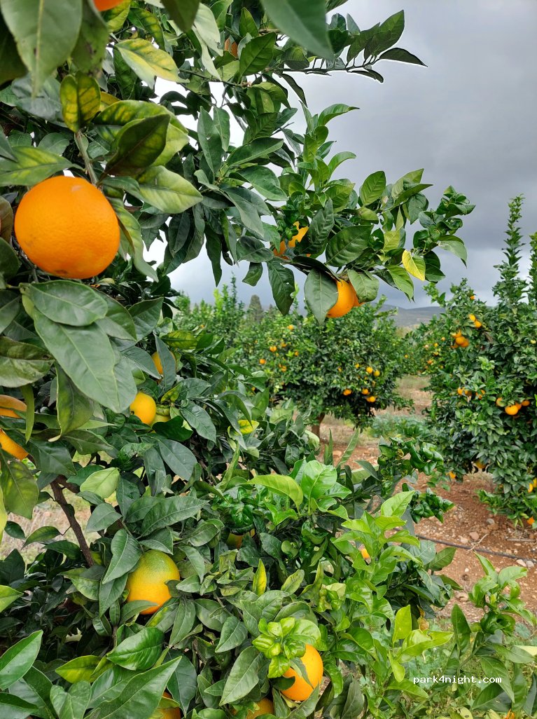 Finca Salvaje Leia — foto 4