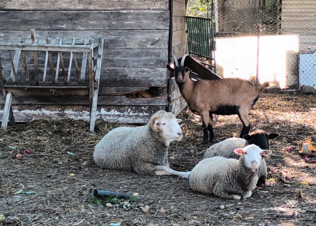 Domaine Font-Aurelle — foto 4