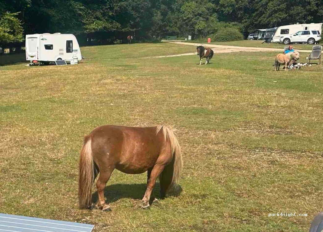 Longbeech Campsite — foto
