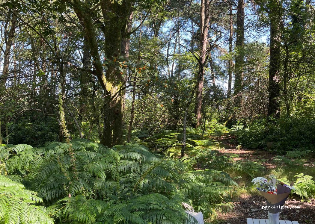 Clouds Hill Glade — foto