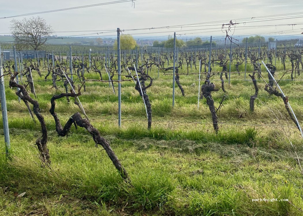 Weingut Winzerhof Bernd Eberle — foto 4