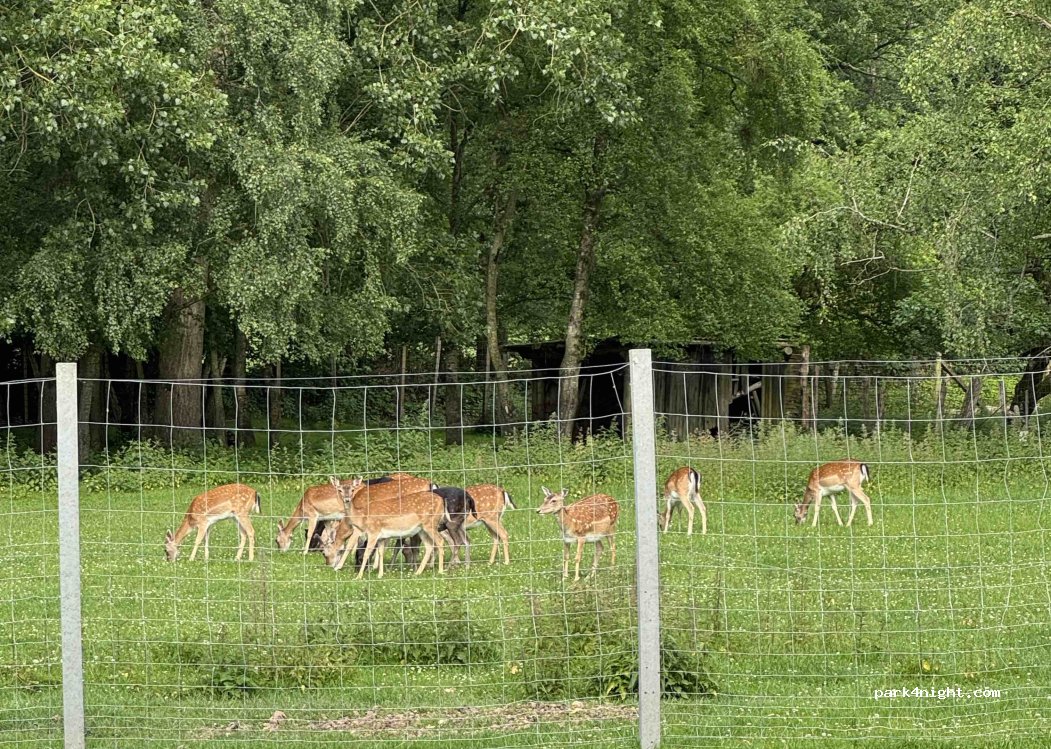 Waldseehof Ahlefeld - Anke & Wilhelm Wischnewski — foto 3