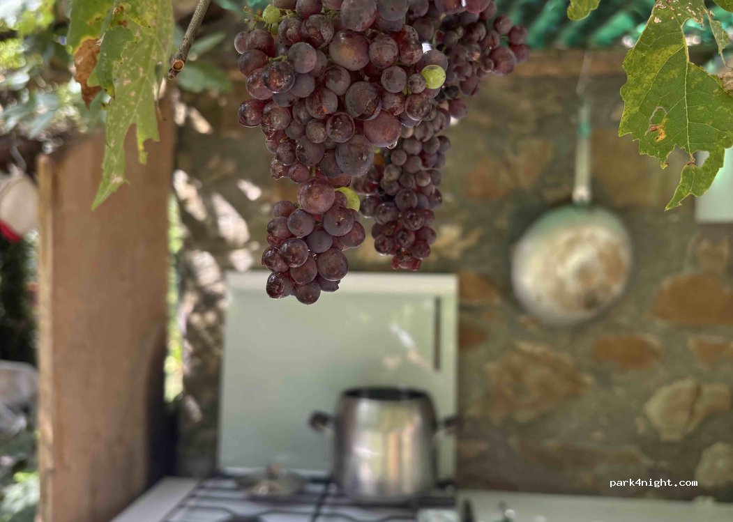 Fattoria Poggio Santino di Davide Fiacchi — foto 2