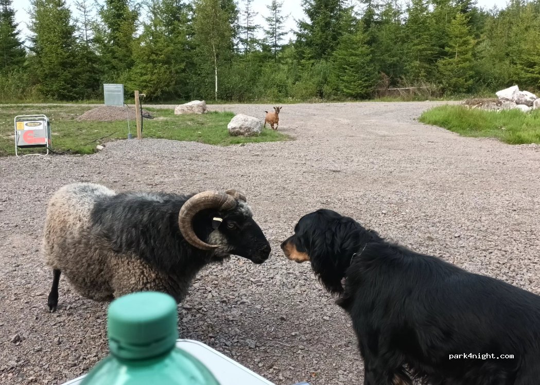 One Lucky Moose — foto 2