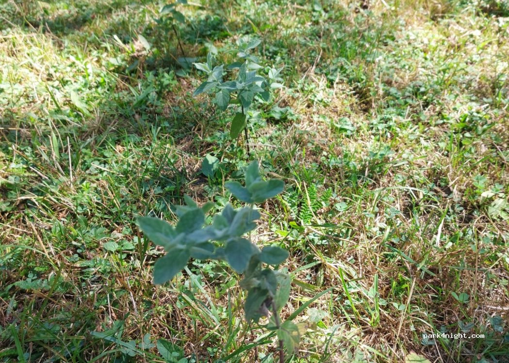 (37922) Merkez - — foto 2