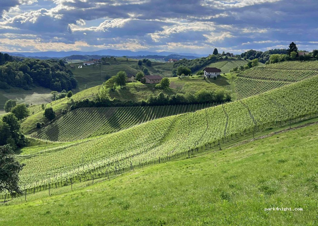 Winery Mulec — foto 4