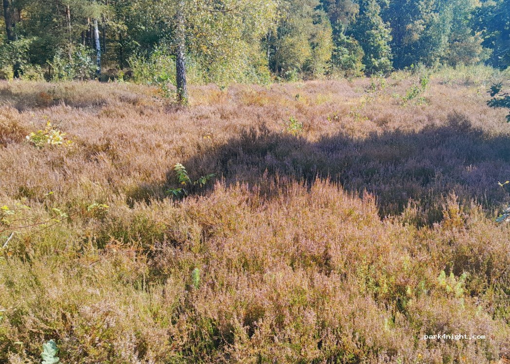 (06) Gräfenhainichen - — foto 4
